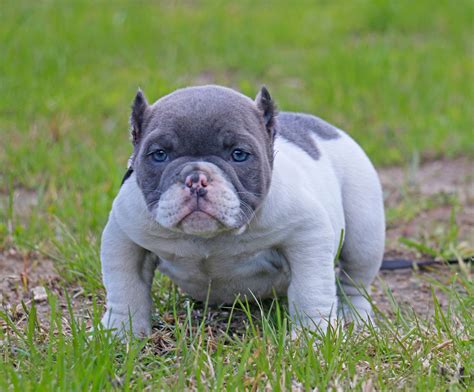 There's the micro bully, the bully xxl, micro mini american bully and extreme bully. BEST EXOTIC BULLIES, BLUE TRI COLOR EXOTIC PUPPY, TRI COLOR EXOTIC PUPPIES FOR SALE CALIFORNIA