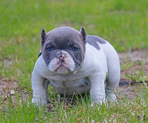 Primeyard baldur of leash candy bullies. BEST EXOTIC BULLIES, BLUE TRI COLOR EXOTIC PUPPY, TRI ...
