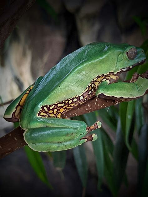 Usa Captive Bred Giant Waxy Monkey Frogs Phyllomedusa Bicolor Gecko