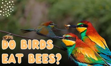 Do Birds Eat Bees Several Facts You Might Not Know