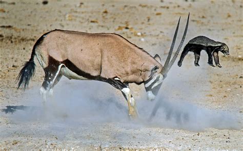 Honey Badger Takes On An Antelope And It Doesnt Go Well Live Science