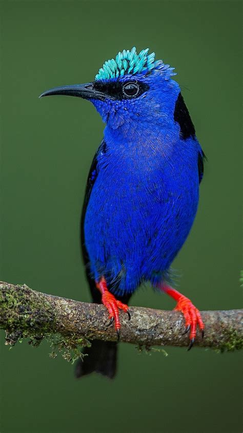 蓝色羽毛鸟，树枝，叶子 750x1334 Iphone 8766s 壁纸，图片，背景，照片