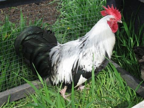 Top 10 Rare Heritage Chicken Breeds And Why Theyre My Favourites Heritage Chicken Breeds