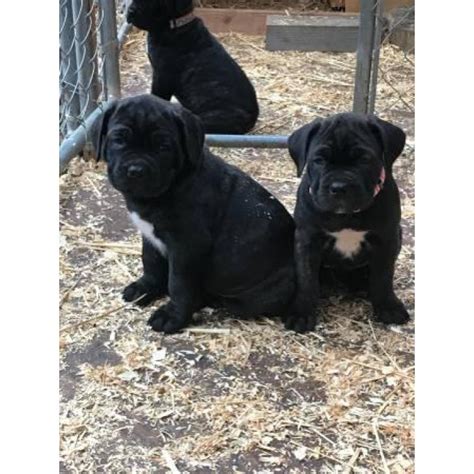 Find local cane corso puppies for sale and dogs for adoption near you. Adorable Cane Corso puppies available to go in Seattle ...
