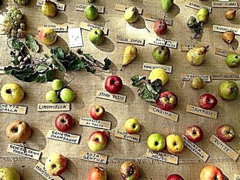 Ancient Fruits What They Are And Where To Find Them Information 2023