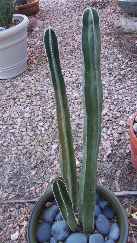 While growing, cacti and succulents should be watered at least once a week. Xtremehorticulture of the Desert: Watering Cacti and ...
