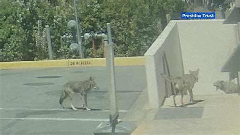 Coyote Fight At Presidio Prompts Officials To Close Trails To Dogs