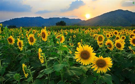 West Mountains Nice Sunflowers Sun Flowers Wallpapers