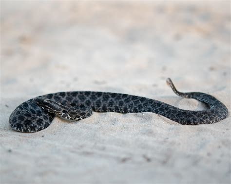 Recent Favorite Find Dusky Pygmy Rattlesnake In North Florida Rsnakes