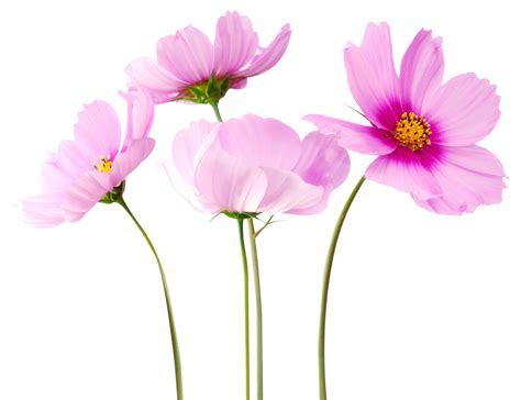 Download Cosmea Flower Png Image For Free