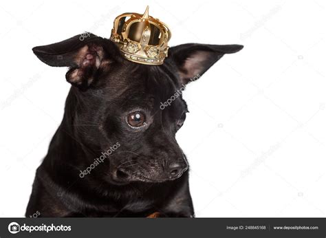 Chihuahua Dog With Golden Crown Stock Photo By ©ygphoto 248845168