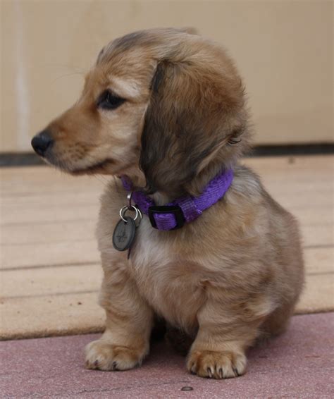 Dachshund Friendly And Curious With Images Dachshund Breed