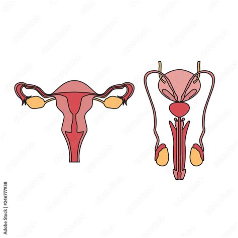 Draw A Labelled Diagram Of Female Reproductive System