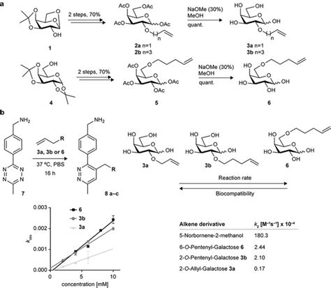 A Sweet Galactose Transfer Metabolic Oligosaccharide Engineering As A