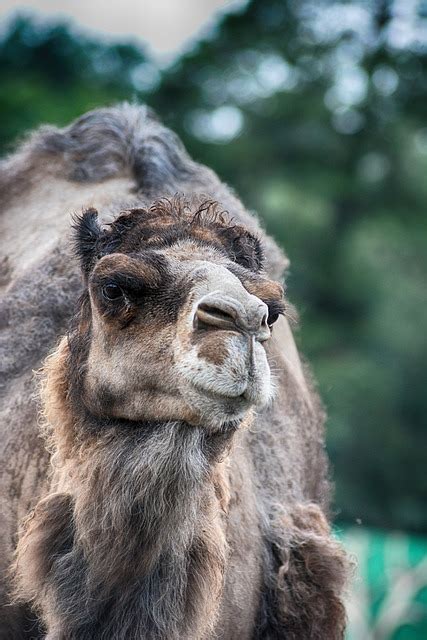 Camel Dromedary Animal Free Photo On Pixabay Pixabay