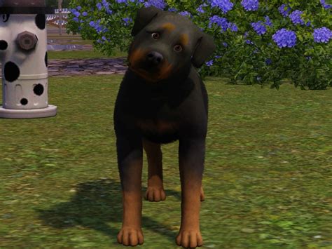 The Sims Resource Rottweiler