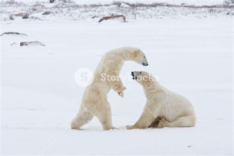 Polar Bear King Of The Arctic Royalty Free Stock Image Storyblocks