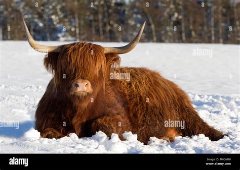 Highland Cow In The Snow Stock Photo Alamy