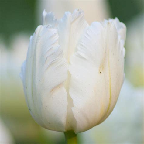 Photo Of The Bloom Of Parrot Tulip Tulipa White Parrot Posted By