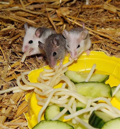 free images mouse cute food fluffy produce mammal close eat hamster rodent noodles