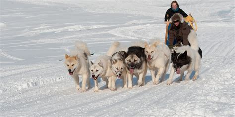 Dog Sledding Greenland Travel En