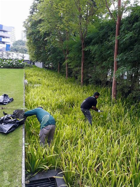 Bsg landscape & construction is a singapore landscape contractor that specializes in all kinds we specialise in project management, construction and landscape maintenance that creates an eco. Maintenance for Green Wall, Landscape, Potted Plants ...