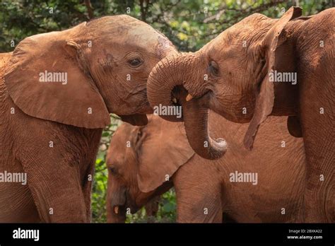 Elephants Trunks Greet Hi Res Stock Photography And Images Alamy
