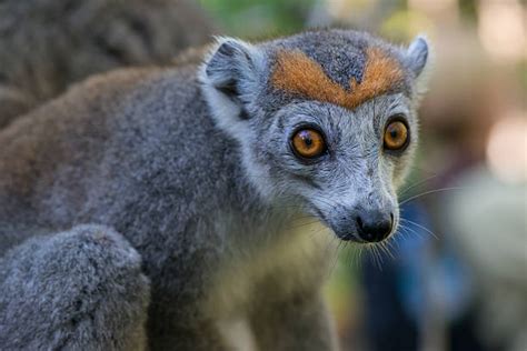 Crowned Lemur Stock Photos Pictures And Royalty Free Images Istock