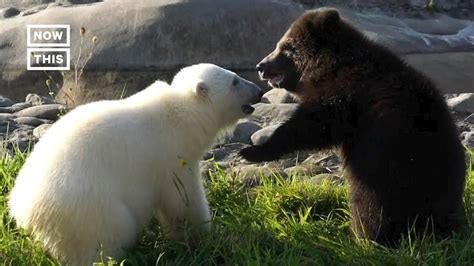Grizzly Cub And Polar Bear Form Friendship At Detroit Zoo Shorts Youtube