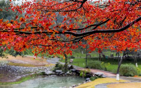 Rain Beautiful Autumn Maple Leaf Fresh Photography