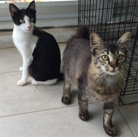 Another question that should be addressed is could a maine coon frame be supported on munchkin. Maine Coon + Domestic Medium Hair Kitten For Adoption - 1 ...