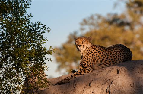 Resting Cheetah Sean Crane Photography