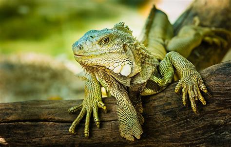 Types Of Lizards Worldatlas