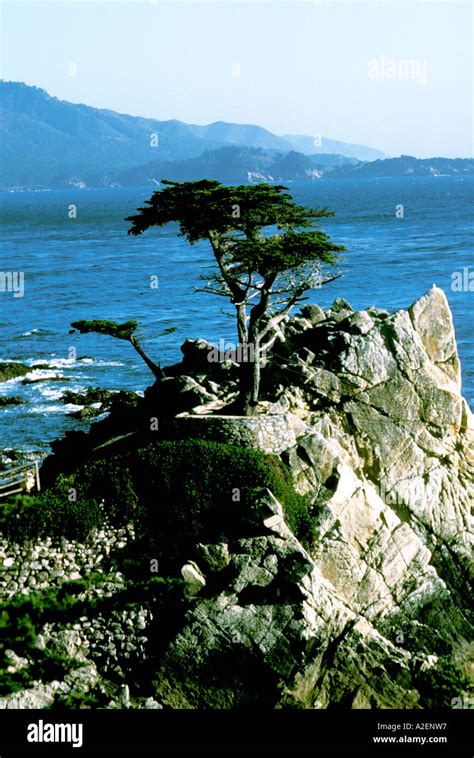 California Monterey Area Lone Cypress At Pebble Beach Stock Photo Alamy