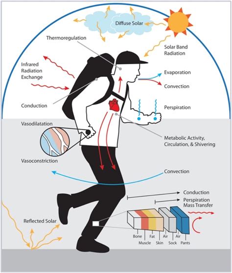 Handle The Heat Heat Acclimation For Endurance Running Irunfar