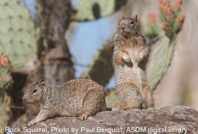 Desert Squirrels – some eat rattlesnakes – Arizona Daily Independent