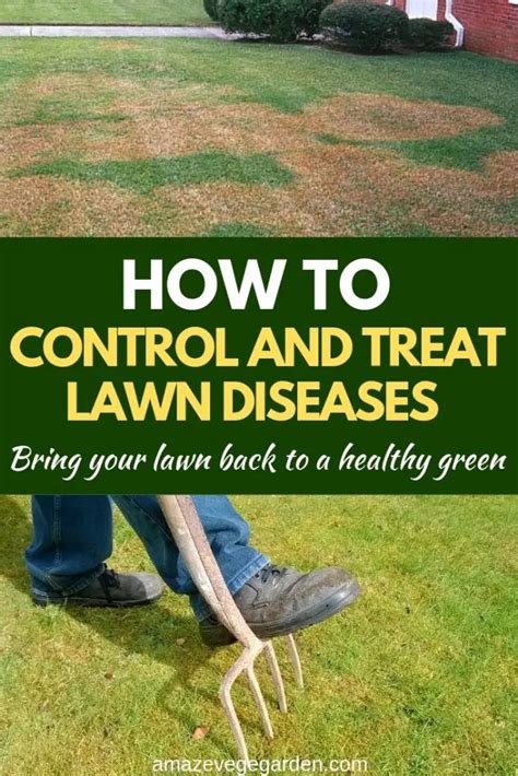 How To Control And Treat Lawn Diseases Amaze Vege Garden