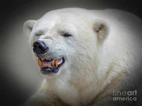 Polar Bear Portrait Fade To Black Photograph By Jim Fitzpatrick