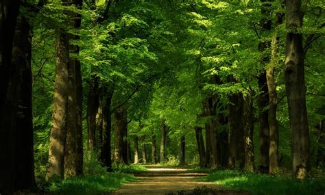 Download Tree Green Forest Nature Path Hd Wallpaper
