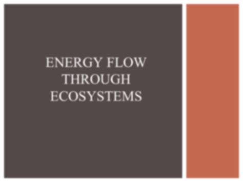 Solution Energy Flow Through Ecosystem Studypool