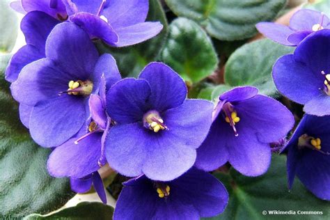 How Do You Take Care Of Saintpaulia Ionantha African Violet
