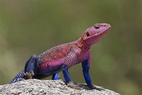 10 Of The Worlds Most Amazing Lizard Species