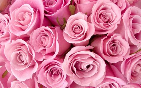 Maybe you would like to learn more about one of these? Pretty Pink Roses - Roses Wallpaper (34610946) - Fanpop