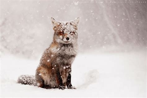 Amazing Wildlife Stock Photography Pictures By Roeselien Raimond