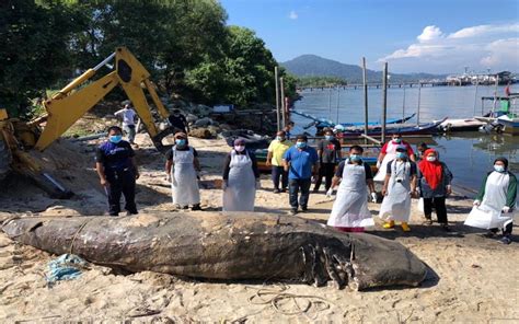 Dead Whale Shark Found Floating Off Pulau Pangkor Coast With Missing Fin