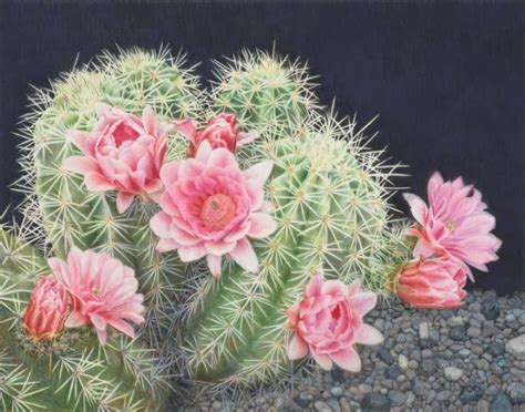Burgers animal park (burgers dierenpark) arnhem, the netherlands description: Cactus Flower Photo, Top Cactus Flower, #13754