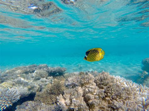 무료 이미지 자연 대양 다이빙 바다 동물 수영 암초 이집트 생태계 수중 세계 유기체 얕은 해양 생물학