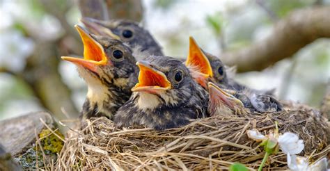 Create Nesting Areas For Backyard Birds