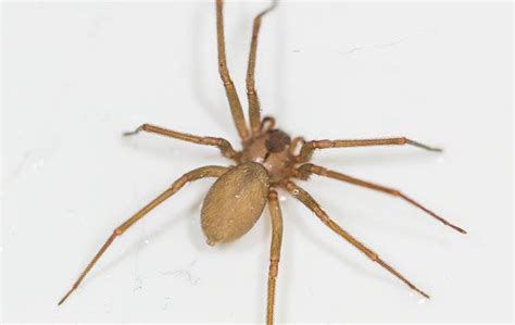 Brown Recluse Spider Florida House Spiders Fabiola Gilchrist