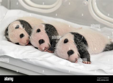 Gangzhou China 22th Aug 2014 Three Newborn Giant Panda Triplets